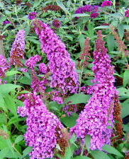 Butterfly bush lavender for sale  Lynnwood