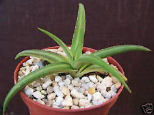 Agave nizandensis rare for sale  Miami