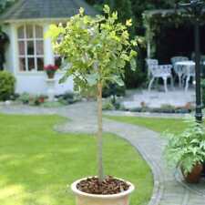 Fig half standard for sale  SOUTHAMPTON