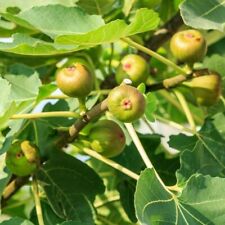 Fig tree cuttings for sale  Granite Falls