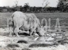 animali dell africa usato animali dell africa usato Roma