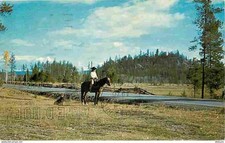 Animaux chevaux scene d'occasion  Fruges