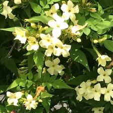 Jasminum clotted cream for sale  KING'S LYNN