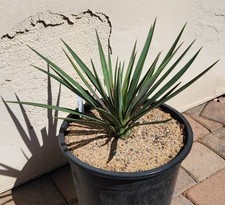 Yucca aloifolia spanish for sale  Chandler
