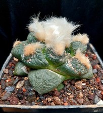 Ariocarpus lloydii 570 usato  Spedire a Italy