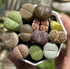 Lithops mixed succulent for sale  WOKINGHAM