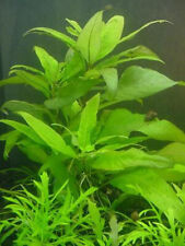 Piante per acquario usato  Torino