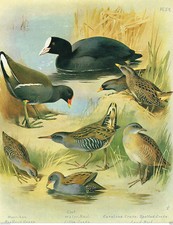 Moorhen coot spotted for sale  DEREHAM