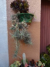 Terrasse jardin solarium d'occasion  Saint-Cyprien