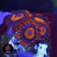 Orange oxides head for sale  STOCKPORT