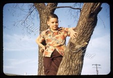 Boy climbing tree for sale  Prairie Village