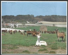 1993 troupeau chevres d'occasion  France
