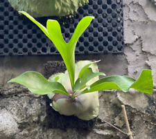 Platycerium Hillipapuanum Free Phytosanitari Envío DHL Express, usado segunda mano  Embacar hacia Argentina