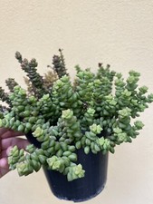 Talee crassula rupestris usato  San Benedetto del Tronto