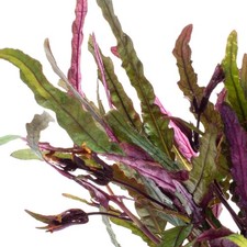 Dragon tongue flame for sale  USA