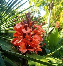 Hedychium rubrum ginger for sale  PLYMOUTH