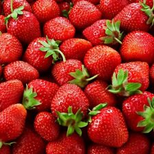 Strawberry symphony late for sale  KING'S LYNN