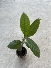 Loquat tree pot for sale  La Puente