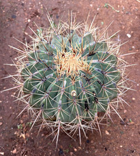 Ferocactus histrix cactus usato Ferocactus histrix cactus usato  Menfi