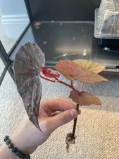 Begonia malachosticta for sale  LINCOLN