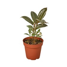 Ficus elastica tineke for sale  Old Town