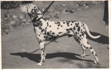 Handsome dalmation dog for sale  Moorpark
