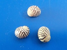 Puperita pupa guadeloupe d'occasion  Brioude