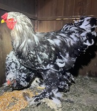 Disponibili uova fertili usato  Roma