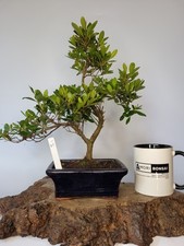 Japanese azalea shohin for sale  ELGIN