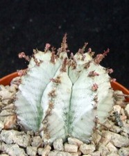 Euphorbia horrida snowflake for sale  EASTBOURNE