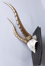 African springbok gold for sale  CRICCIETH
