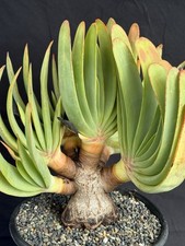 Kumara plicatilis specimen for sale  Goleta