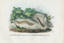Scolopendra giant runner for sale  Shipping to United Kingdom