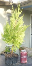 Lemon cypress pre for sale  Rosemead
