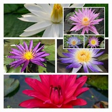 Tropical waterlily pack for sale  USA