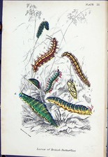 Antique old print for sale  UK