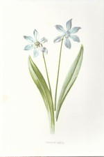Siberian squill flower for sale  Gaithersburg
