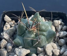 thelocactus usato thelocactus usato Trivignano Udinese