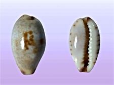 Cypraea gracilis macula usato  Roma