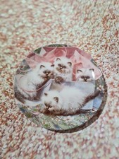 Amy brackenburys cat for sale  WELLINGBOROUGH