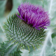 Onopordon acantheum giant for sale  NORWICH