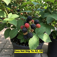 Blackberry plant tree for sale  Vero Beach