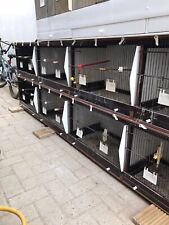 Canary finches breeding for sale  SOUTHALL
