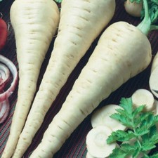 Parsnip gladiator plug for sale  NOTTINGHAM