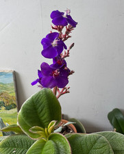 Princess plant lovely for sale  La Jolla