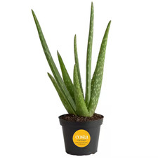 Aloe vera indoor for sale  Miami