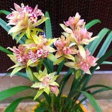 Cymbidium ensifolium shan for sale  Brooklyn