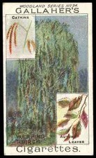 Gallaher woodland trees for sale  LLANRWST