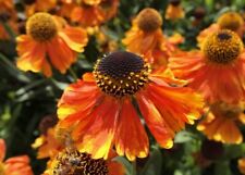Helenium sahin early for sale  BELPER