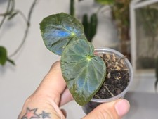 Begonia pavonina iridescent for sale  SKIPTON